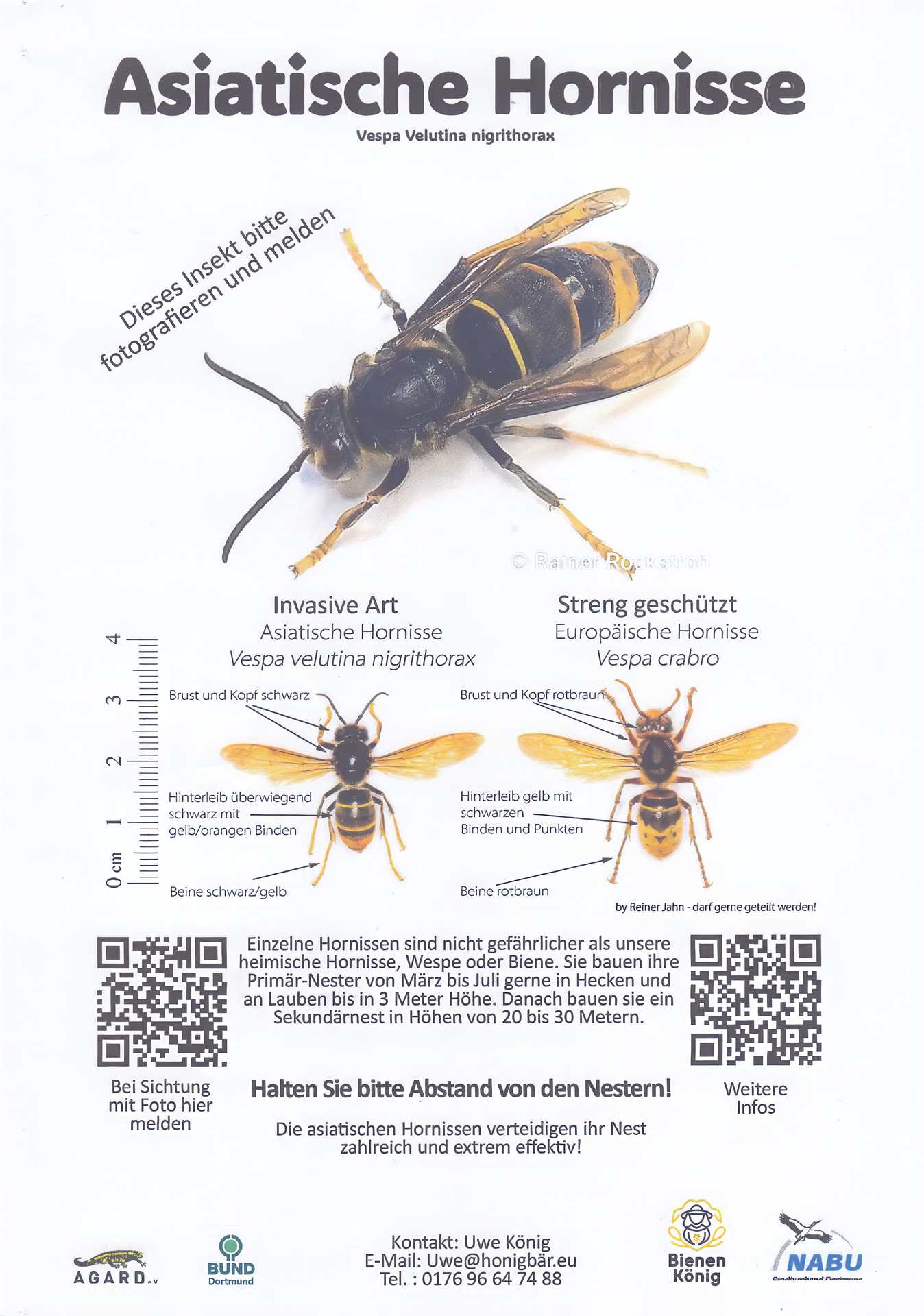 Die asiatische Hornisse, eine unterschätzte Gefahr?