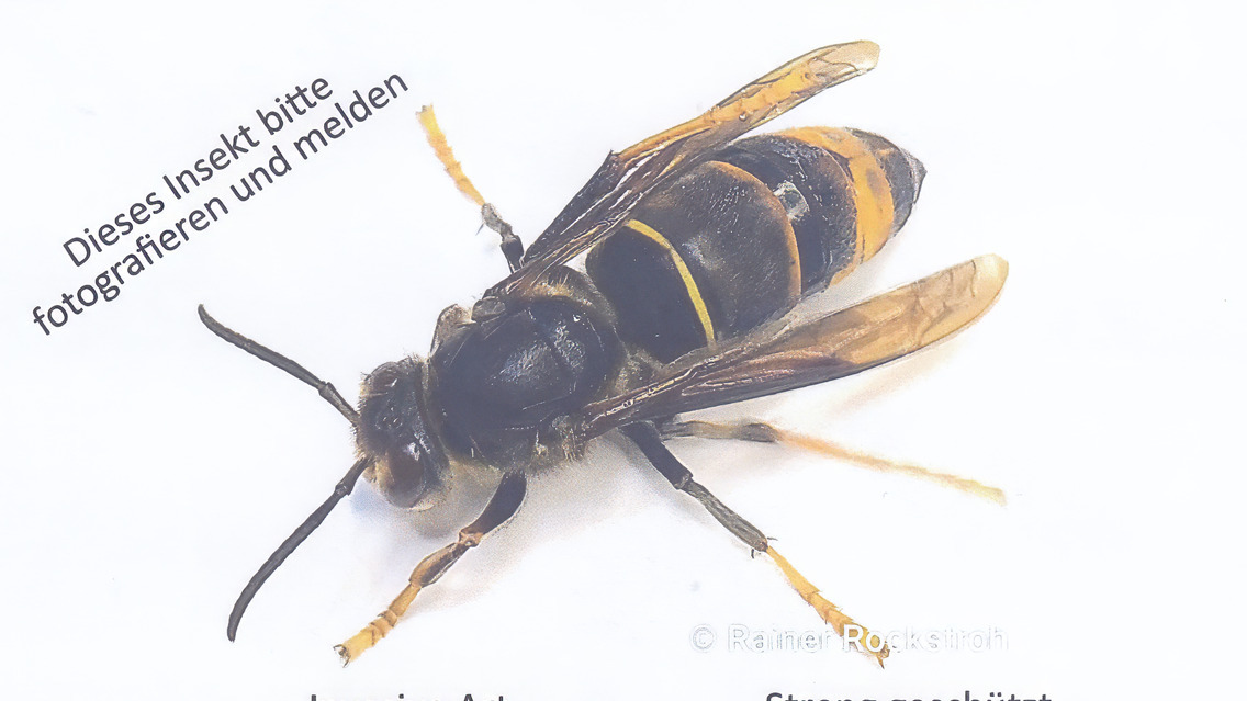 Die asiatische Hornisse, eine unterschätzte Gefahr?